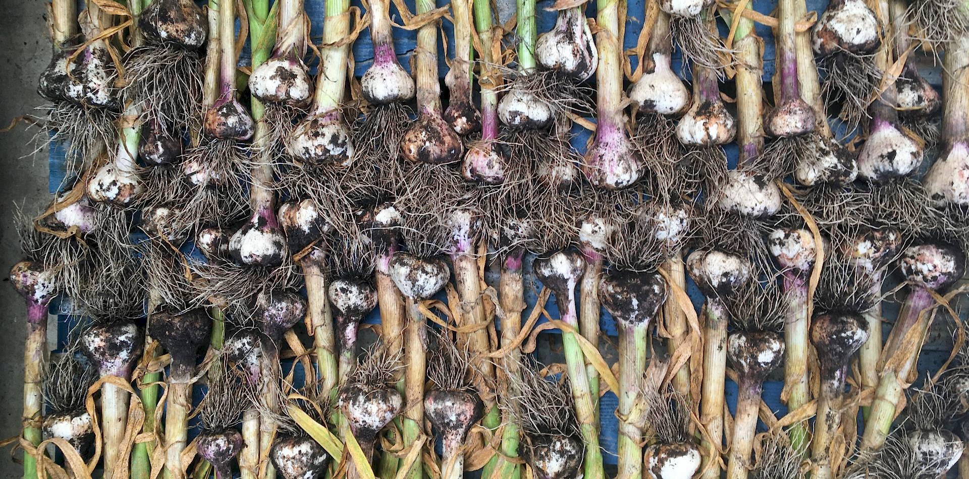 Wet Garlic