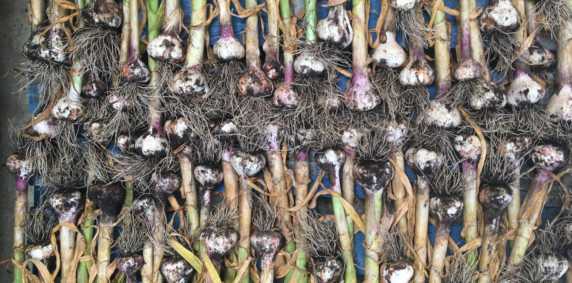 Wet Garlic