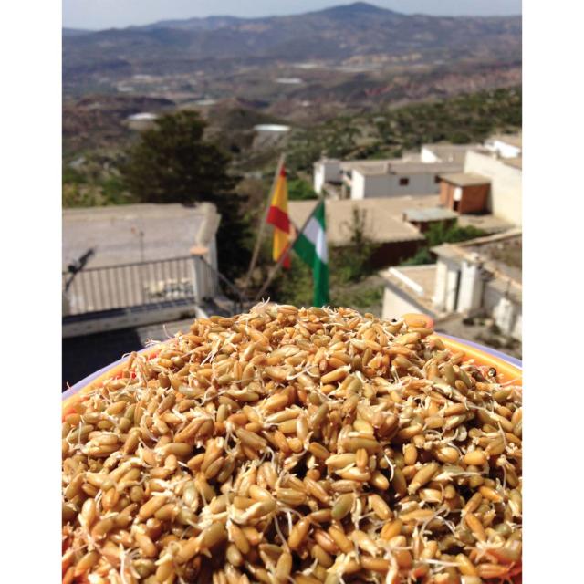 Sprouting rye
