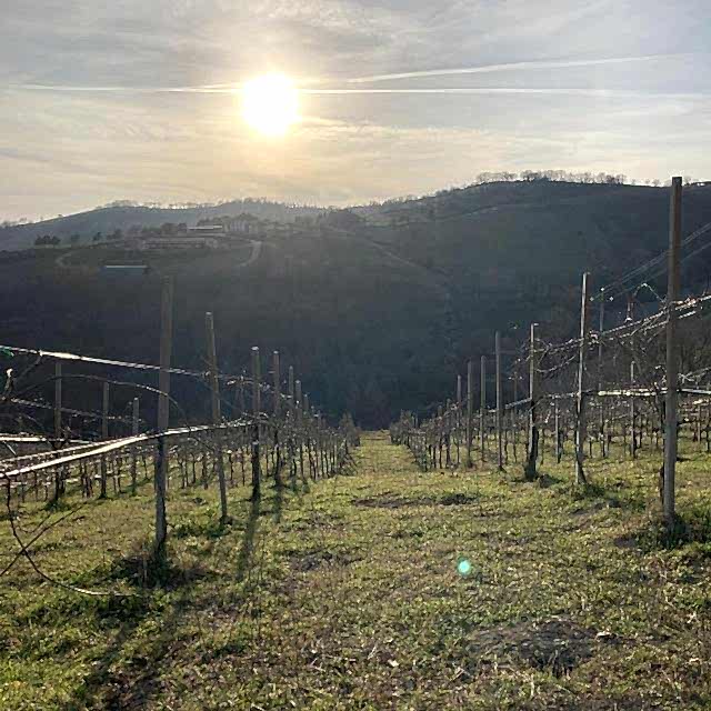 Vini di Giovanni's vineyard