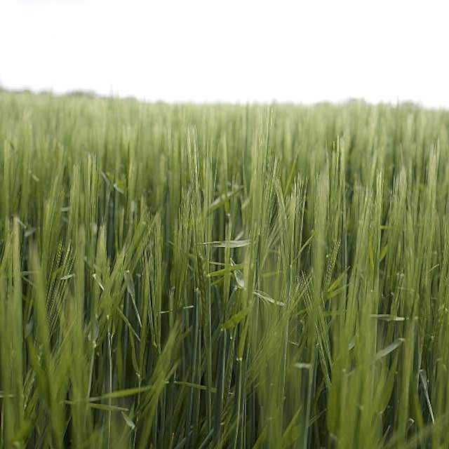 Field